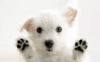 puppy\'s
