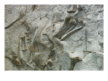 dinosaur fossils dinosaur pictures