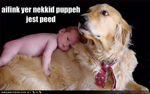 99yzb_funny-dog-pictures-nekkid-puppeh.jpg