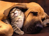 Cat and dog
