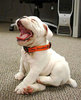 Cute puppy