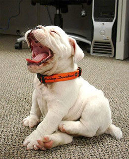 Cute puppy