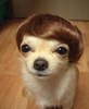 Strange dog
