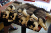 Puppies, puppies