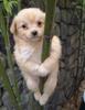 Funny puppy