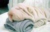 towel dog