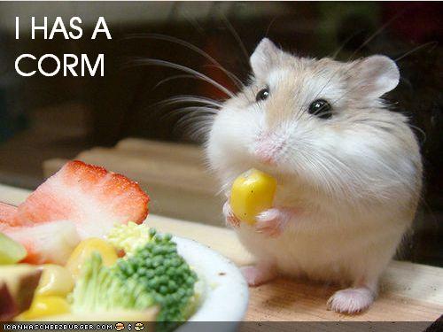 funny birthday hamster. funny