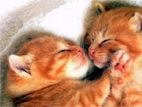 http://images.hellokids.com/_uploads/membres/articles/20090626/3ggqj_kittensorangelarge.jpg