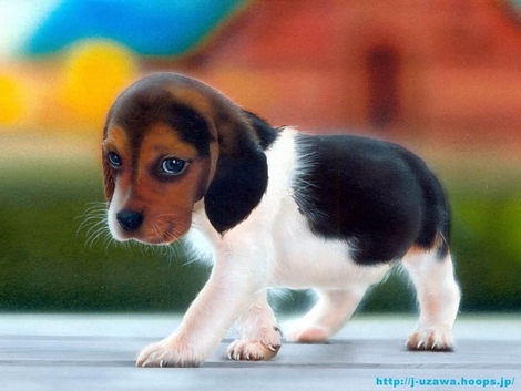 cute puppies and kittens wallpaper. Wallpaper : Beagle - Puppy