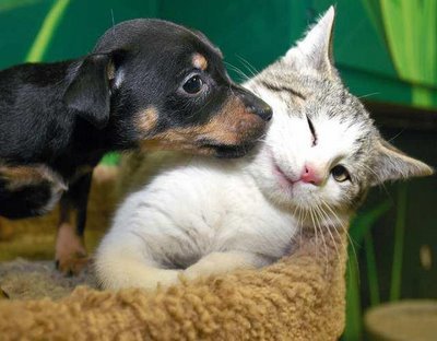 pictures of puppies and kittens. Dogs(Puppies)Vs Cats(Kittens)