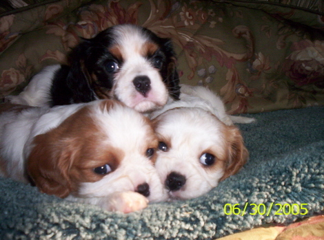 http://images.hellokids.com/_uploads/membres/articles/20090626/ag8hp_advertise_puppies_June_30,_2005_012.jpg