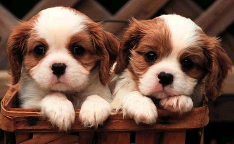 cute puppies and kittens wallpaper. Cute Puppies image by