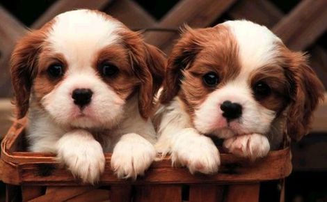 Cute Puppies Kittenswallpaper on Ddzdl Cute Puppies Jpg