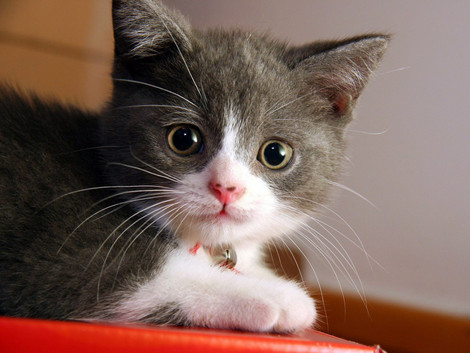 http://images.hellokids.com/_uploads/membres/articles/20090626/gdqbk_Animals_Cats_Small_cat_005241_.jpg