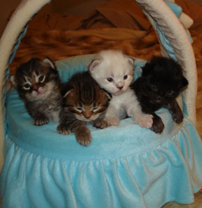 http://images.hellokids.com/_uploads/membres/articles/20090626/hg9z3_KittensNov07.jpg