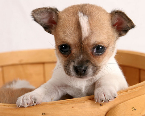 http://images.hellokids.com/_uploads/membres/articles/20090626/jjqvh_50167116.Chihuahua_pups_3852.jpg