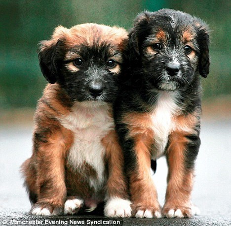 http://images.hellokids.com/_uploads/membres/articles/20090626/rmu2v_puppies-almost-burned-alive.jpg