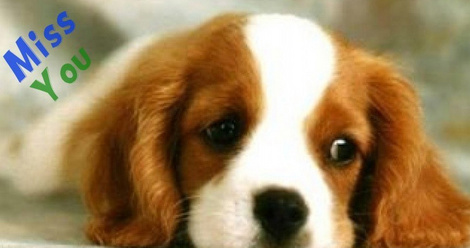 miss missing missed dog