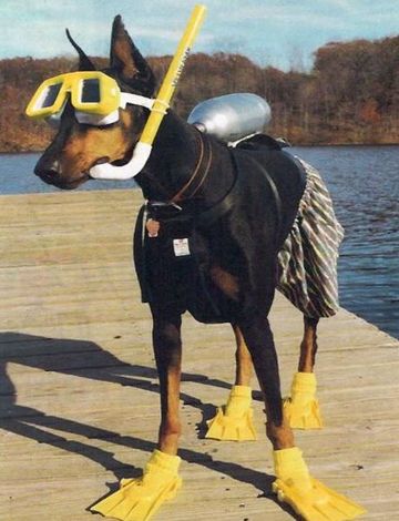 Puppy wants so go swimmin' :D