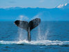 This Is A Humpback Whale That Is Dying.