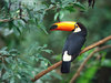 Toucans Are Dying Too.
