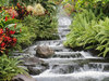 Animals Live Near Waterfalls.
