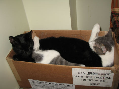 Brady and Willis Sleeping