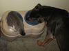 Cat and dog share bowl