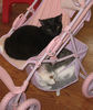 Brady and Willis in stroller