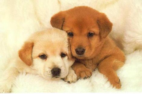 Puppies Pictures on How Cute Are Thes Puppies