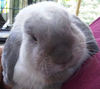 Mr. Bunns