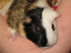Holly