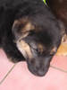 Baby Loui