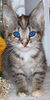 Rescue kitty