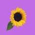 Flower poems - Poems - Reading