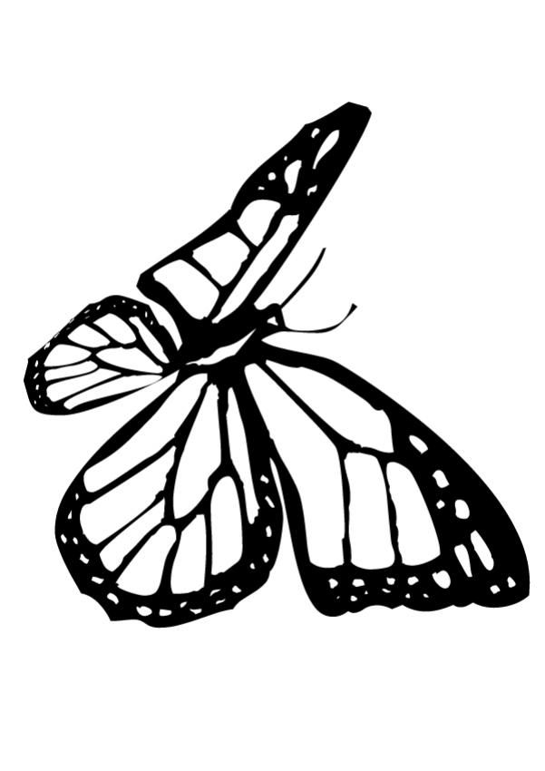 Monarch butterfly coloring pages Hellokidscom