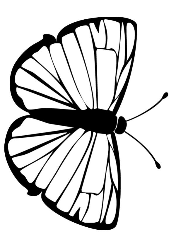 butterfly-10