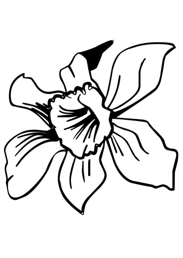 daffodil flower coloring pages - photo #29