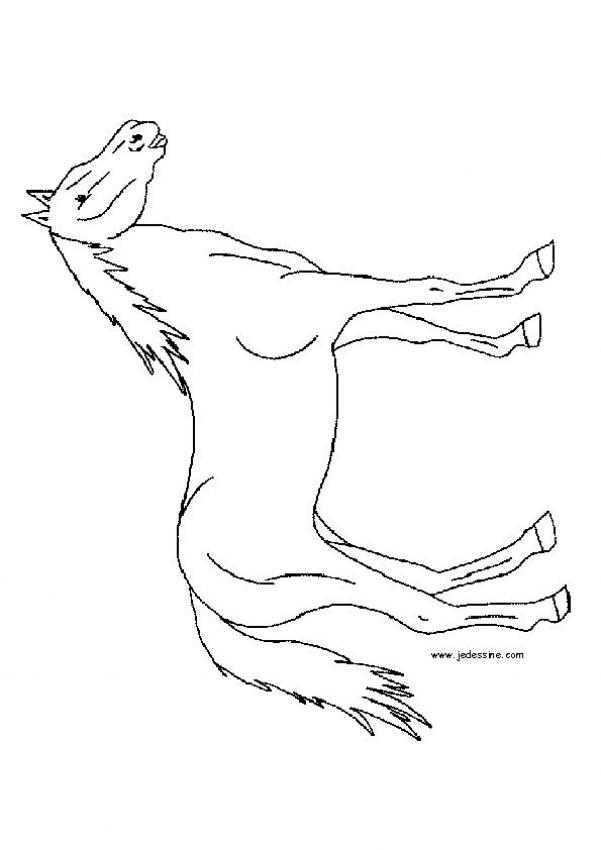 Race Horse Outline Coloring Coloring Pages