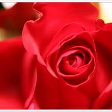 Beautiful Rose Flowers News