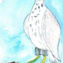 Eagle - Drawing for kids - KIDS drawings - ANIMAL drawings for kids - BIRD drawings