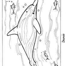 Dolphin picture to color - Coloring page - ANIMAL coloring pages - SEA ANIMALS coloring pages - DOLPHIN coloring pages