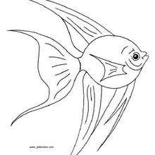 Fish coloring page - Coloring page - ANIMAL coloring pages - SEA ANIMALS coloring pages - FISH coloring pages