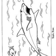 Great white shark coloring page - Coloring page - ANIMAL coloring pages - SEA ANIMALS coloring pages - SHARK coloring pages