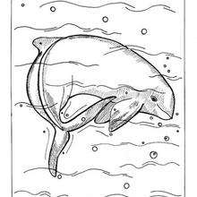 Irrawaddy dolphin coloring page