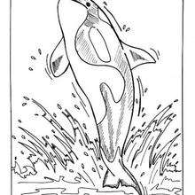 Killer whale coloring page - Coloring page - ANIMAL coloring pages - SEA ANIMALS coloring pages - WHALE coloring pages