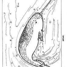 Narwhal coloring page - Coloring page - ANIMAL coloring pages - SEA ANIMALS coloring pages - NARWHAL coloring pages