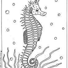 Sea horse coloring page - Coloring page - ANIMAL coloring pages - SEA ANIMALS coloring pages - SEAHORSE coloring pages