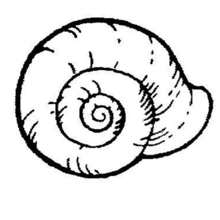 Sea Snail coloring page - Coloring page - ANIMAL coloring pages - SEA ANIMALS coloring pages - SHELL coloring pages