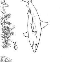 Shark coloring page - Coloring page - ANIMAL coloring pages - SEA ANIMALS coloring pages - SHARK coloring pages